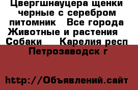 Цвергшнауцера щенки черные с серебром питомник - Все города Животные и растения » Собаки   . Карелия респ.,Петрозаводск г.